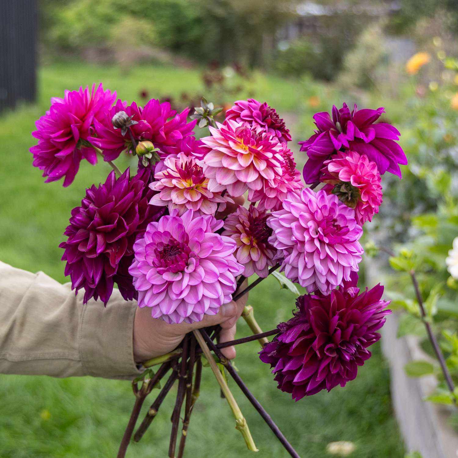 Dahlia mix ‘Blueberry Muffin’